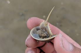 A Change In Ct Regulations Could Be A Boon For The Atlantic Horseshoe Crab Save The Sound