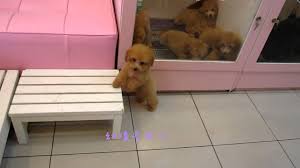 How to get the teddy bear haircut on a goldendoodle? Teacup Toy Poodle Apricot Poodle Teacup Poodle Toy Poodle Tiny Teacup Poodle Pocket Poodle Youtube