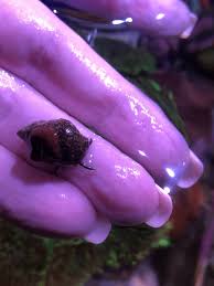 In this video i am going over. Hermit Crab Home Decorating Reef2reef Saltwater And Reef Aquarium Forum