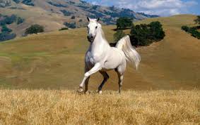 Tons of awesome white horses wallpapers to download for free. Beautiful White Horse Wallpapers Beautiful White Horse Stock Photos