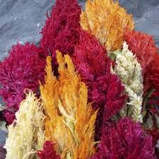 Celosia Pampas Plume Mix Organic Garden Seeds Flowers Amazing Flowers