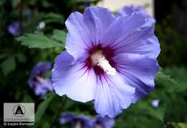 My cf hardy hibiscus, honeysuckle and bluebird rose of sharon are doing great this year!! Hibiscus Syriacus Blue Bird Rose Of Sharon Blue Bird Rose Of Sharon