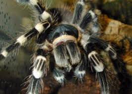 Maybe you would like to learn more about one of these? Costa Rican Zebra Tarantula Our Reptile Forum