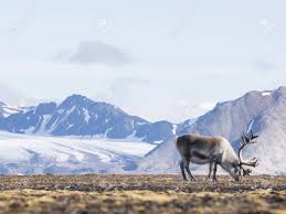 Reindeers' eyes allow extra amounts of light to humans, giving them the ability to see during the arctic winter, when the sun barely rises in the middle of the day, sunlight reaching the. Wild Arctic Reindeer Spitsbergen Svalbard Stock Photo Picture And Royalty Free Image Image 33928043