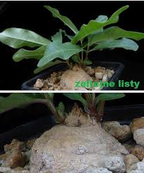 Image result for Raphionacme madiensis