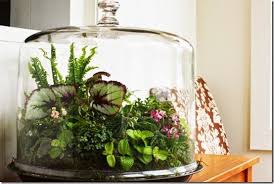 All In The Detail A Beautiful Terrarium Beautiful Terrariums Tropical Terrariums Terrarium Plants