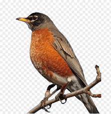 Robin Bird Png Image With Transparent Background Png Free Png Images Bird Robin Bird Free Png