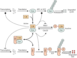 We did not find results for: Three Different Ways To Regulate Cyclin Dependent Kinase Cdk Download Scientific Diagram
