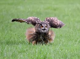 See full list on peregrinefund.org Owl S Eye Color What Does It Mean Intobirds