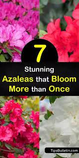 7 Stunning Azaleas That Bloom More Than Once Azalea Flower Azaleas Reblooming Flowers