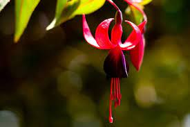 These Are Some Of The Best Flowers From Tamil Nadu India Own Cultivation By The People S In Tamilnadu Flowers Amazing Flowers Small Trees