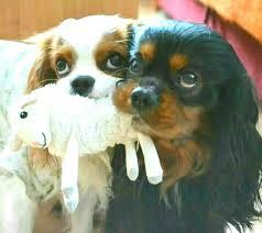 Black And Tan Cavalier King Charles Puppy So Adorable Cavalier King Charles Dog King Charles Cavalier Spaniel Puppy King Charles Dog