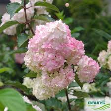 Image result for hydrangea paniculata vanille fraise