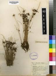 Image result for Pycreus niger