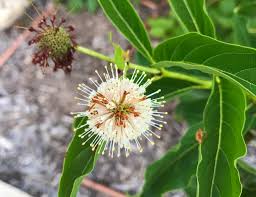 Maybe you would like to learn more about one of these? How To Find Native Plants Near Me Native Backyards
