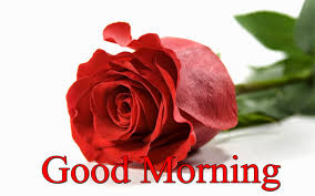 73+ good morning with flowers. Good Morning Rose Season Flowers Nature Wallpaper Good Morning Happy New Year 2018 1600x1000 Wallpaper Teahub Io