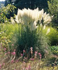 Dwarf mondo grass (ophiopogon spp.): Prettiest Ornamental Grasses To Plant In Your Landscape Better Homes Gardens