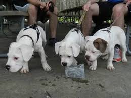 Listing of american bulldog puppies for sale, american bulldog breeders, american bulldog kennels, and american bulldog stud service. American Bulldog Puppies For Sale American Bulldog Dog Breeders