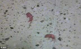 Tall and beautiful lena, wearing her high heel platforms, walks back and forth on crawdads. Girl Stomping Mice Shefalitayal