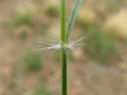 Image result for Stipagrostis