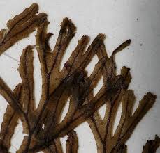 Image result for Hymenophyllum tunbridgense