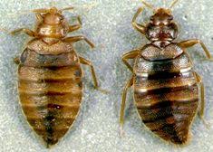 Improper treatment of bed bugs can make these insects move. 130 Bed Bugs Ideas In 2021 Bed Bugs Bugs Rid Of Bed Bugs