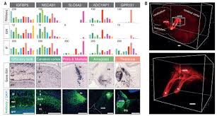 972 likes · 2 talking about this. An Atlas Of The Protein Coding Genes In The Human Pig And Mouse Brain Science