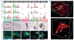 Dar în fructe şi legume, de regulă, sunt foarte puţine. An Atlas Of The Protein Coding Genes In The Human Pig And Mouse Brain Science