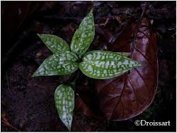 Image result for Manniella gustavi