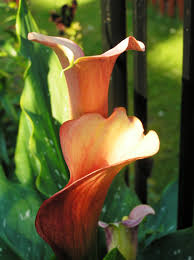 Image result for Araceae