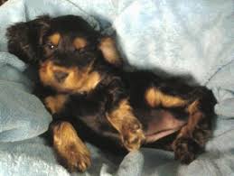 Pin On H H Red Canon Canines Llc