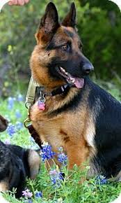 These playful, lovable german shepherd puppies grow into a powerful, intelligent, & protective dog breed. 200 German Shepherd Puppies Online Shopping
