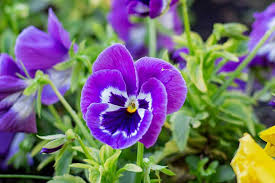 Edible flowers list in hindi. 13 Edible Flowers To Grow In Your Garden Rainbow In My Kitchen
