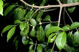 Image result for Canthium oligocarpum