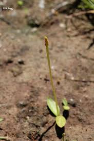 Image result for Ophioglossum costatum