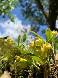 Image result for Polystachya campyloglossa