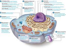 The Theology Of Food Cells Feeding The Trillions Structure Cellulaire Anatomie Du Corps Physiologie