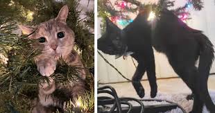 Image result for i can has cheezburger