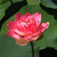 We are sydney's most trusted online florists, delivering excellent value for money flowers, plants and gifts from as little as $20. Water Lotus Flower Nelumbo Nucifera Nurseries Online