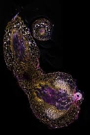 Image result for Striga chrysantha