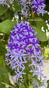 Image result for Petrea volubilis