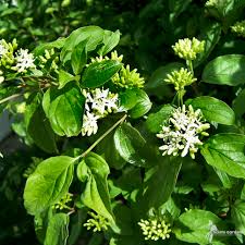 Image result for Cornus