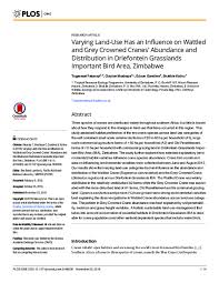 Image result for Chlorophytum bulbinifolium