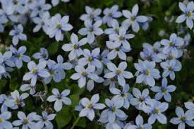 Dauerbluhender Bodendecker Pratia Pedunculata Blauer Bubikopf Blue Star Creeper Garten Garten Pflanzen Bodendecker