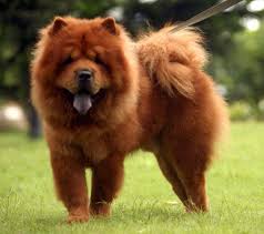 Big Fluffy Black And Brown Dog Breeds Big Fluffy Dog Big Fluffy Dogs Dogs Chow Dog Breed