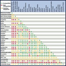 Tropical Fish Compatibility Chart Thorough Fish Tank Mates Chart