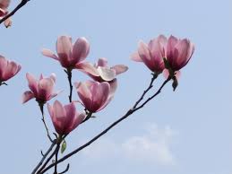 マグノリア キャン ベリー