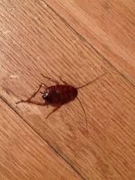 Order Blattaria Family Blattidae Nymph Of The American Cockroach Periplaneta Americana Cockroaches Roaches Hardwood Floors