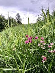 The optimal time to seed a lawn in the pacific northwest is between sept. Page 23 Royalty Free Washington Photos Pikist