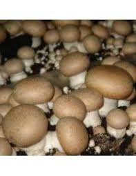 Cultivar setas en casa es muy sencillo y cada vez más gente se suma a ello. Cultivo De Setas En Casa Comprar Balas De Setas En Cocopot Huerto